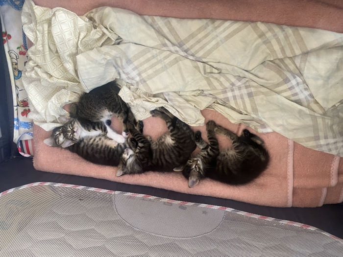4 petits chatons a adopter