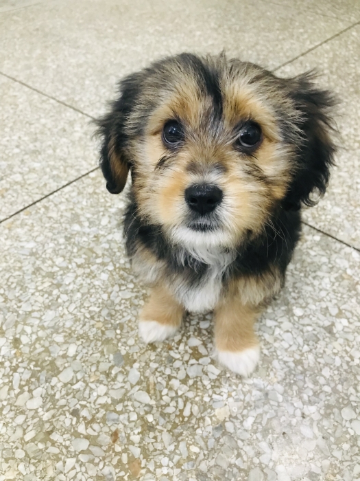 Bichon havanais pur race