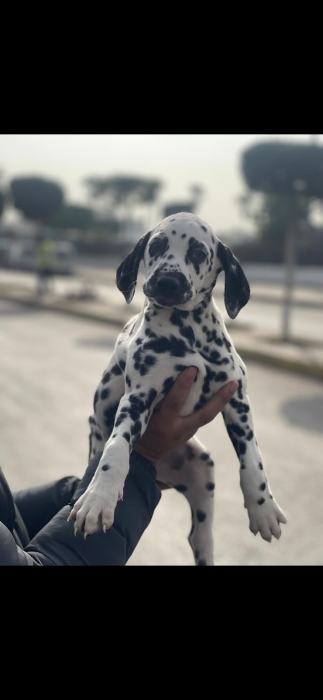 dalmatien