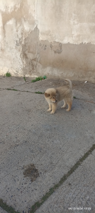 Chowchow chiot a vendre pour un bon prix