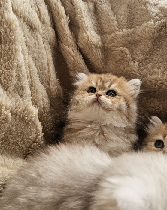 british longhair  femelles et mâles
