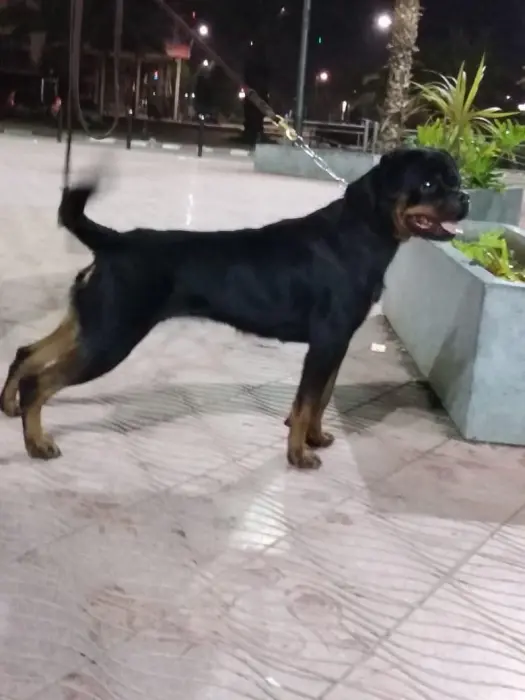 rottweiler pedigree