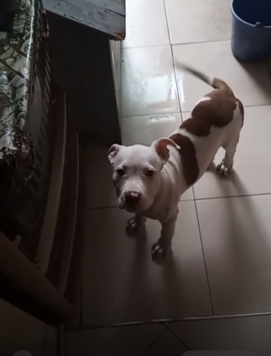 Pittbull de bonne race vacciné