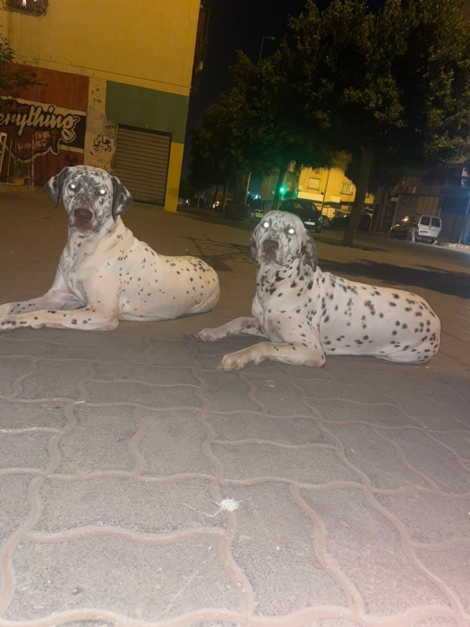 Dalmatien