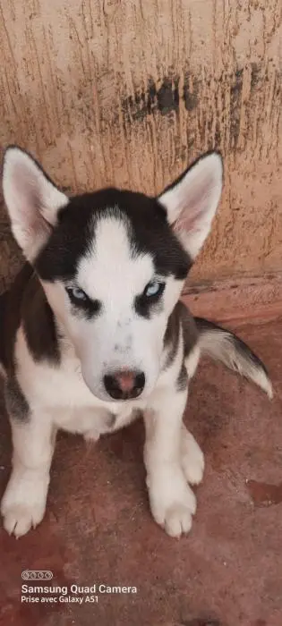 Husky