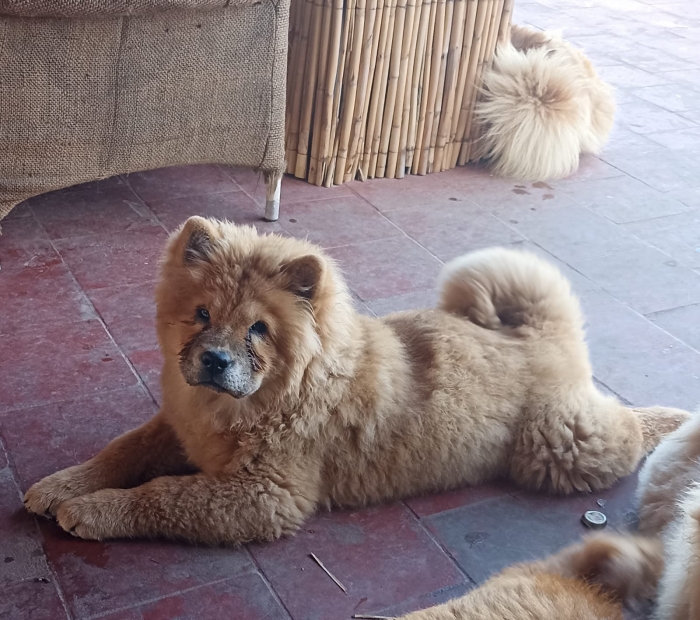 Chiots chow chow a vendre