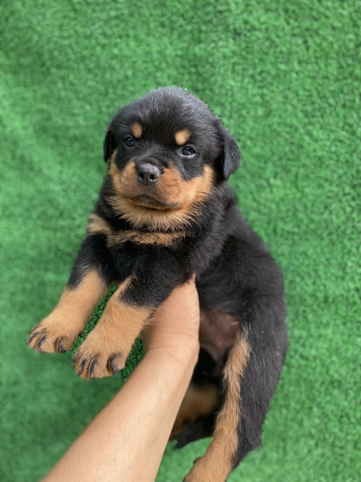Chiot Rottweiler pedigree