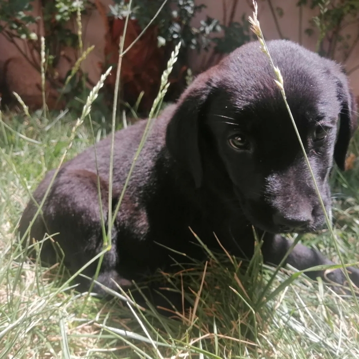 Labrador Noir Femelle