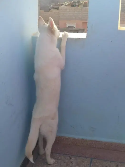 Hamzaaaa o achmn hamzaa