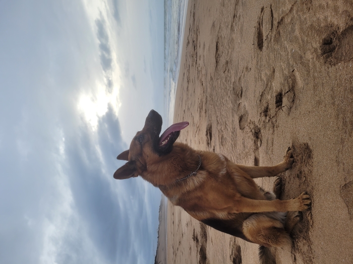 Couplage chien berger allemand