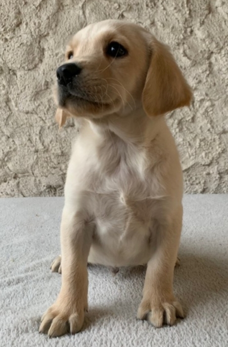 Labrador