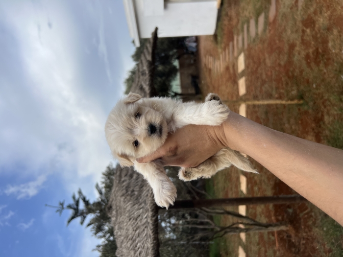 Bichon Havanais 📸❤️