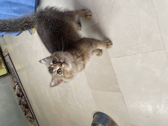 Chat scottish straight short hair