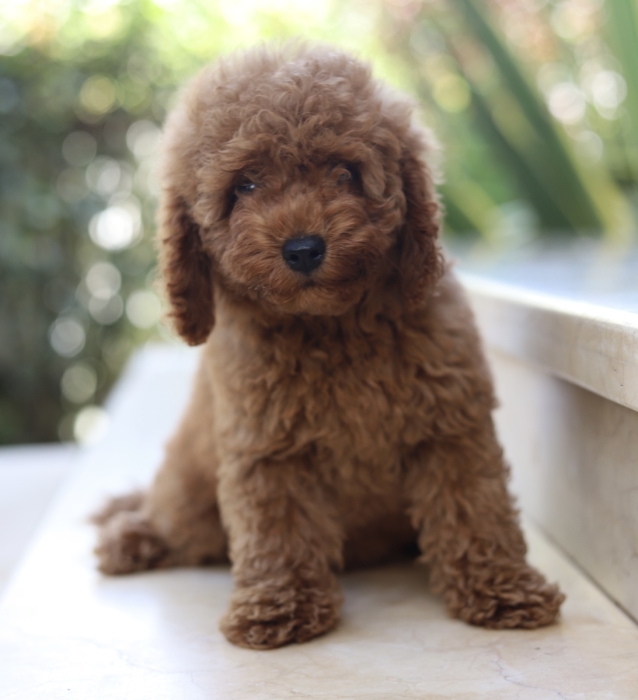 Poodles toys et nains