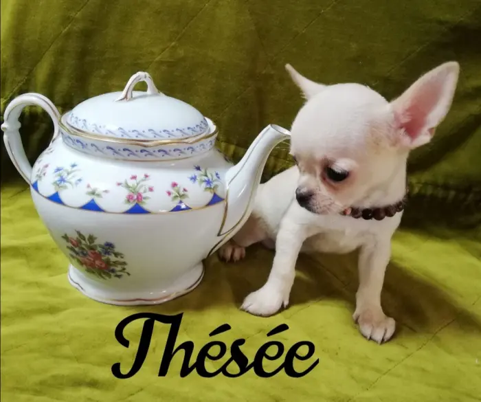Bébé Chihuahua mâle pedigree francais