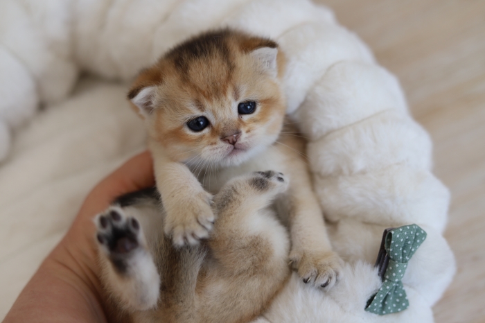 Chatons Scottish et british golden avec pedigree