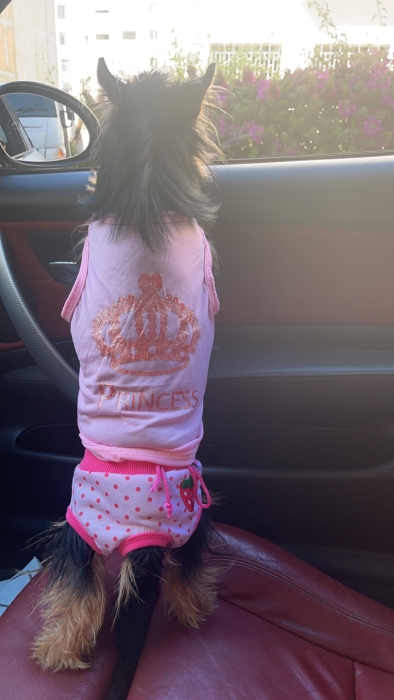 Donner pour ADOPTION