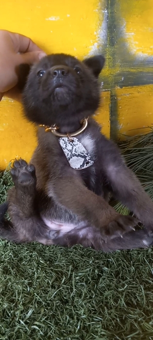 Chiot malinois charbonné