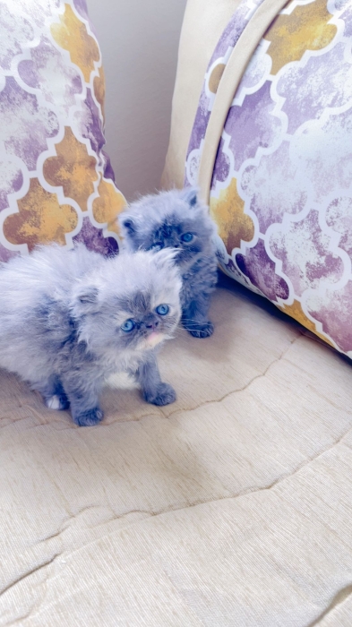 Chaton persan chinchilla presque 2 mois
