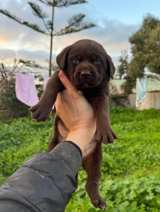 Labrador Chocolat 🍫