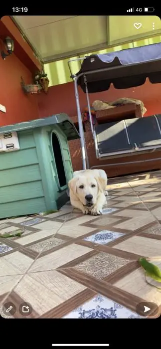 Chien labrador pedigree