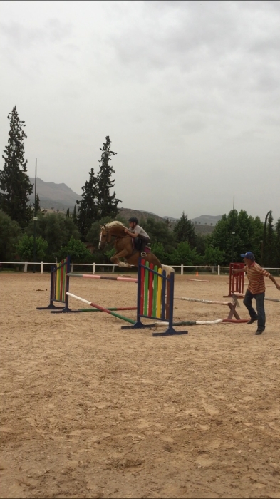 Cheval arabe barbe (étalon) de saut d’obstacle à vendre