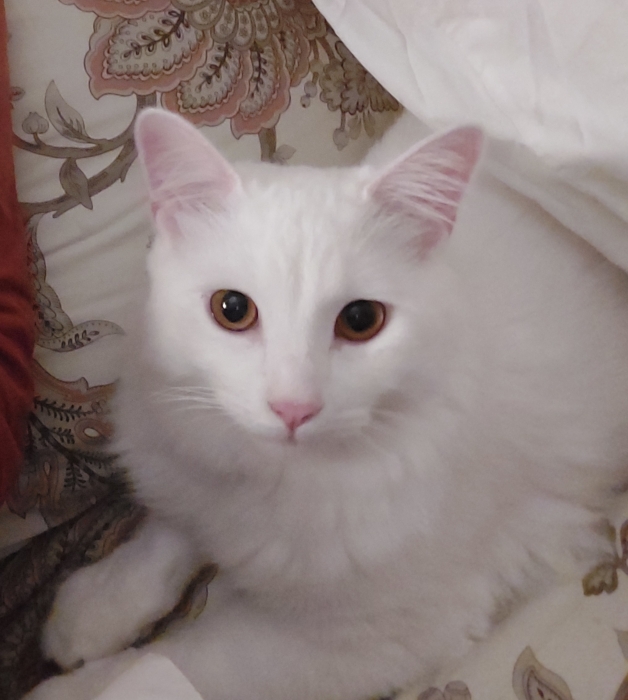 Yuki cherche une famille pour la vie