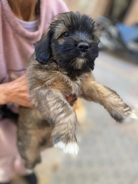 Chiots Morkies a vendre