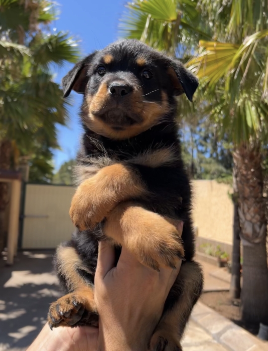 Chiot rottweiler femelle