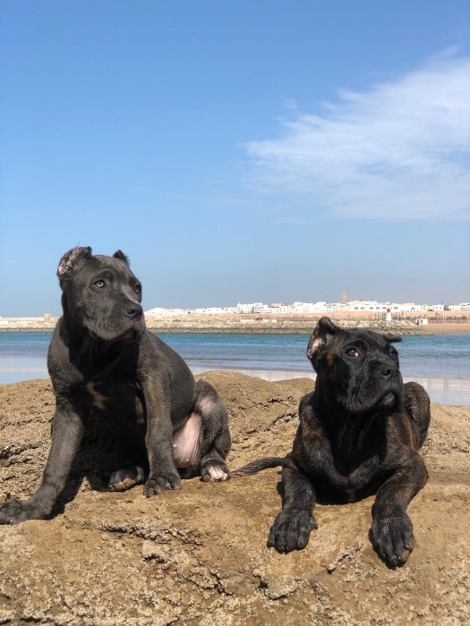 Cani corso pure race