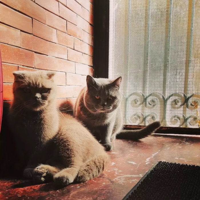Scottish fold race pure