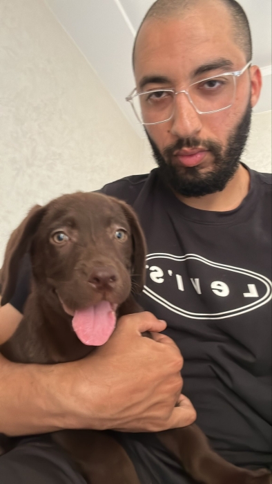À vendre chienne Labrador Chocolat