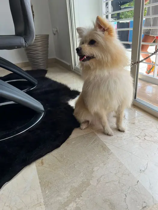 Pomeranian spitz female