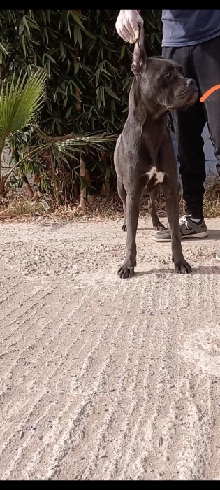 Femelle cane corso
