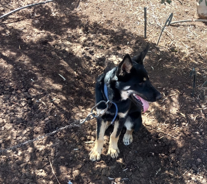 Deux Bergers allemands