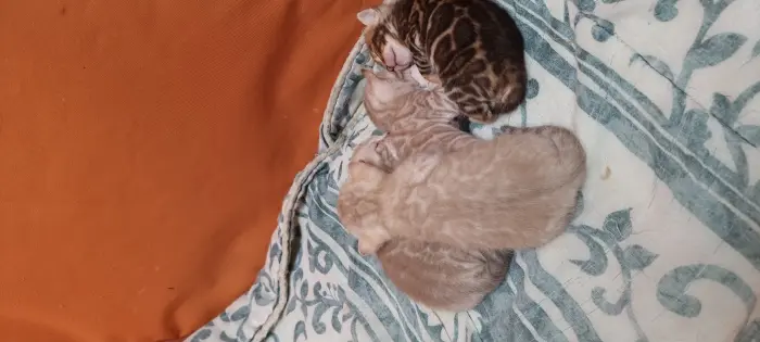 Bengal pedigré exceptionnelle