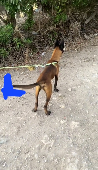 Chien malinois pur race charbonné 7mois