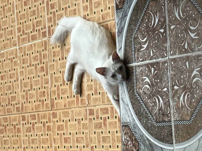 Chatte Angora turc yeux vairon