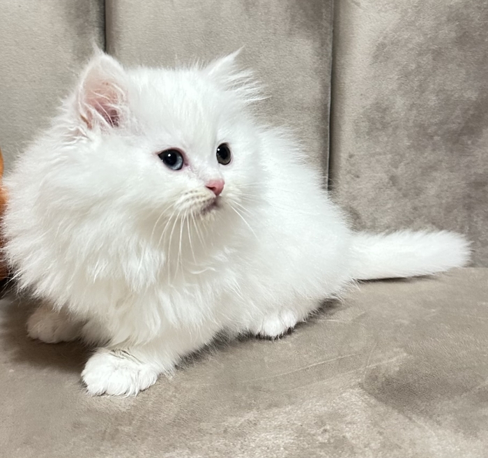 Chaton persan femelle