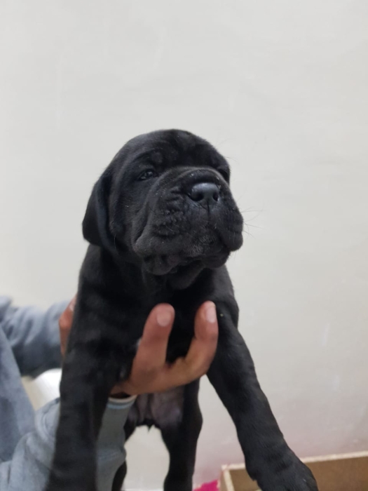 Disp chiot cane corso top d top