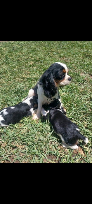 Cavalier king charles
