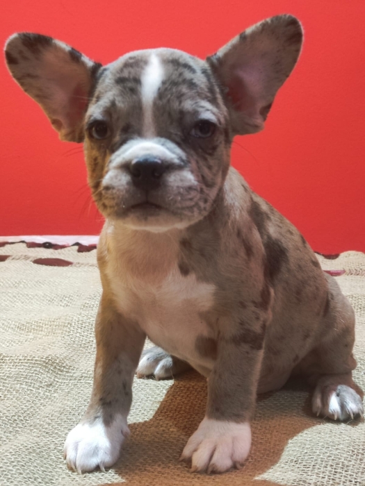 Bulldog français exotique