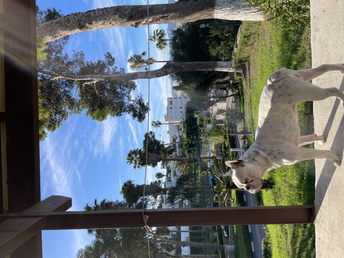 Bulldog français à vendre