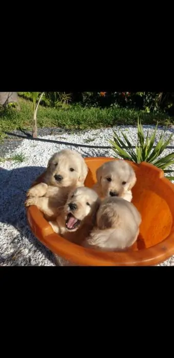 le top du golden retriever