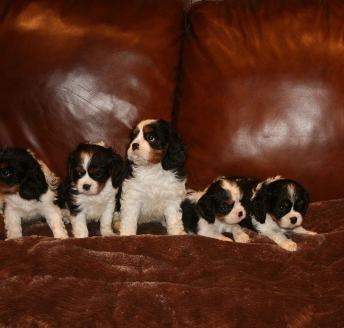 Cavalier King Charles