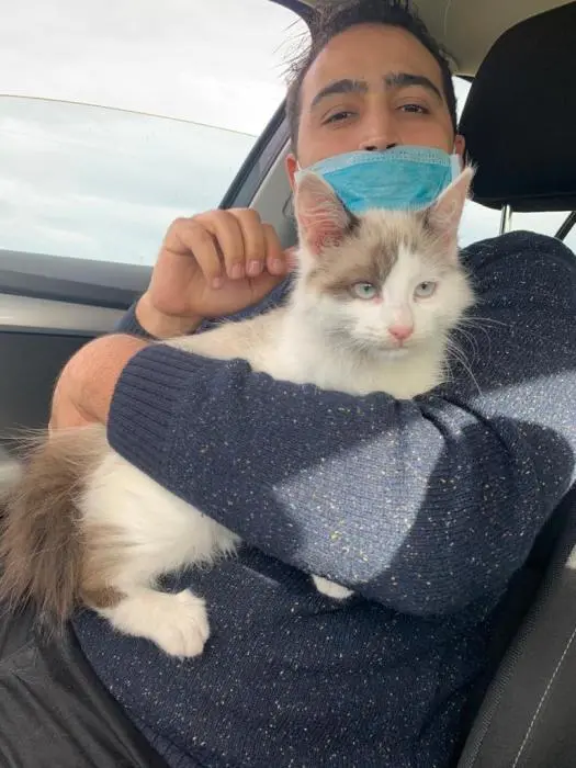 Ragdoll 2 mois femelle