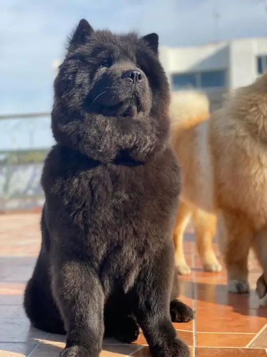 Chow chow noir