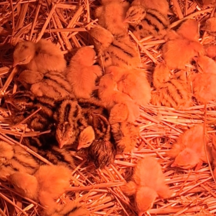 Caille. Poussin. Oeuf. Volaille Basse-cour BIO