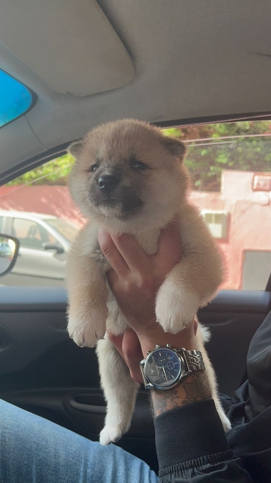 Akita inu
