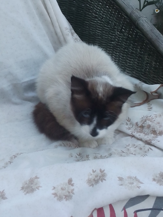 Snow show mal 5 mois